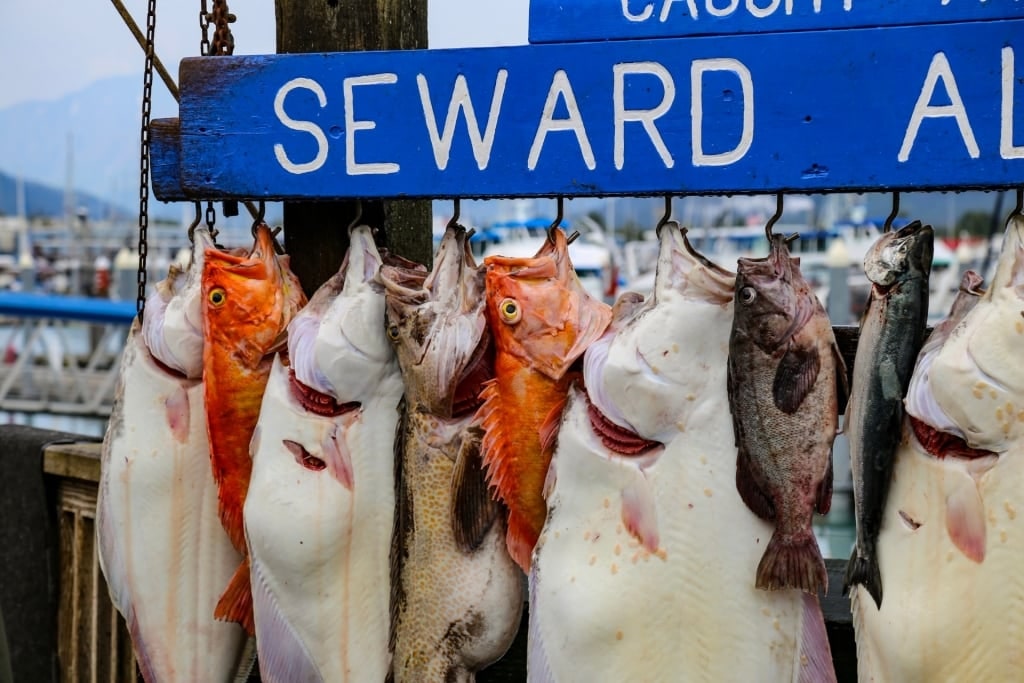 Freshly caught fish in Seward