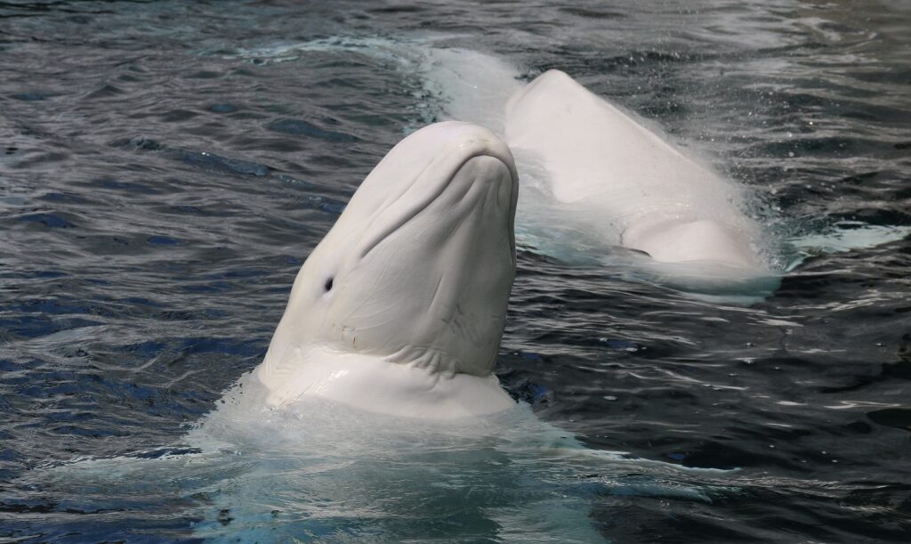 Beluga whales spotted in Seward