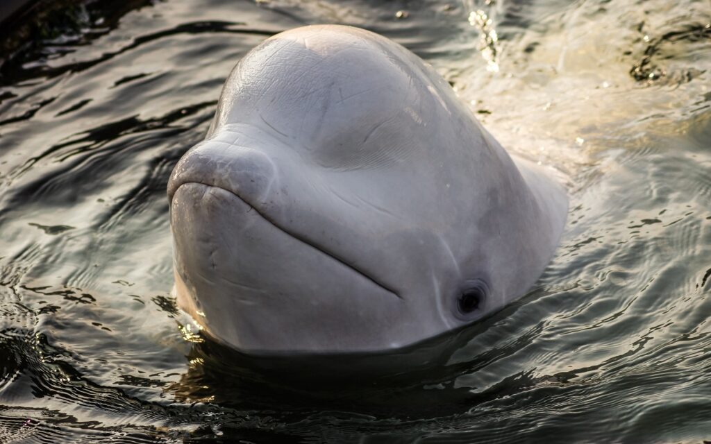 Closeup view of a beluga whale