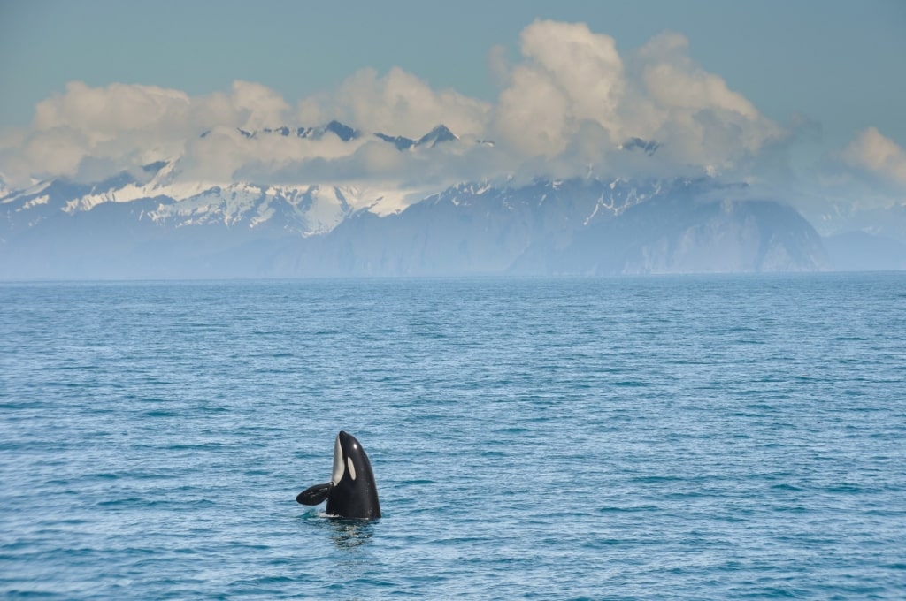 Orca spotted in Resurrection Bay