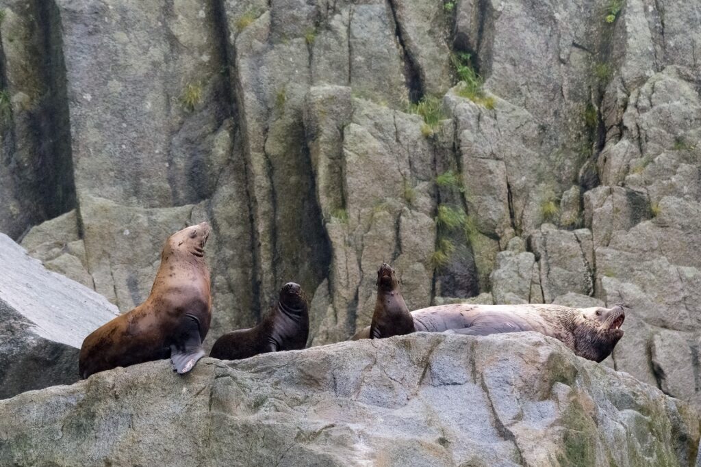 Steller sea lions spotted in Kenai Fjords National Park