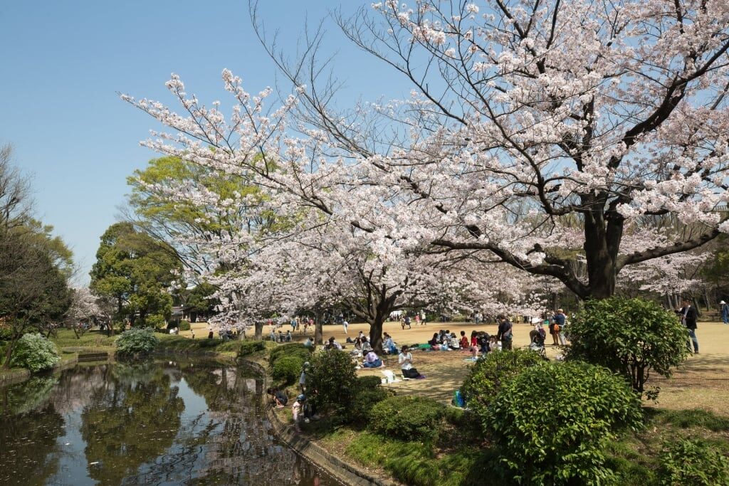 Beautiful landscape of Kitanomaru Park with cherry blossom trees