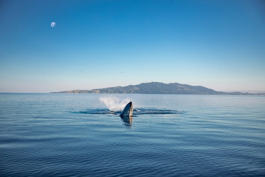 Bryde's whale spotted in New Zealand
