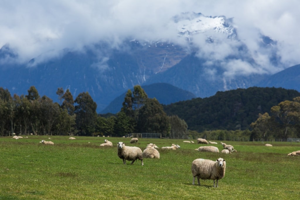 What is New Zealand known for - sheeps