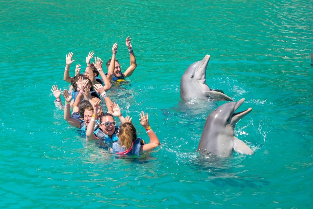 People swimming with dolphins