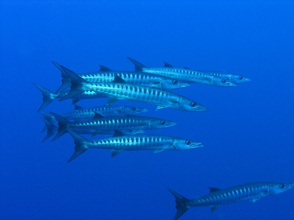 Barracuda fishes spotted in Barracuda Junction