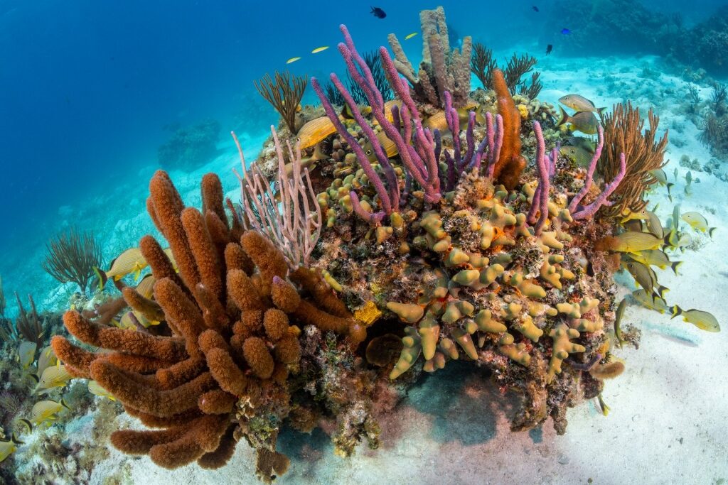 Colorful corals in the Coral Garden