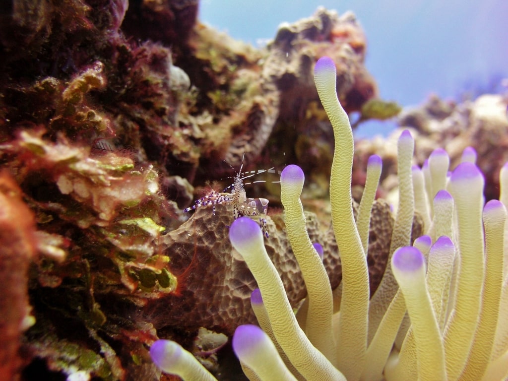 Colorful reefs in Cozumel Reefs National Park