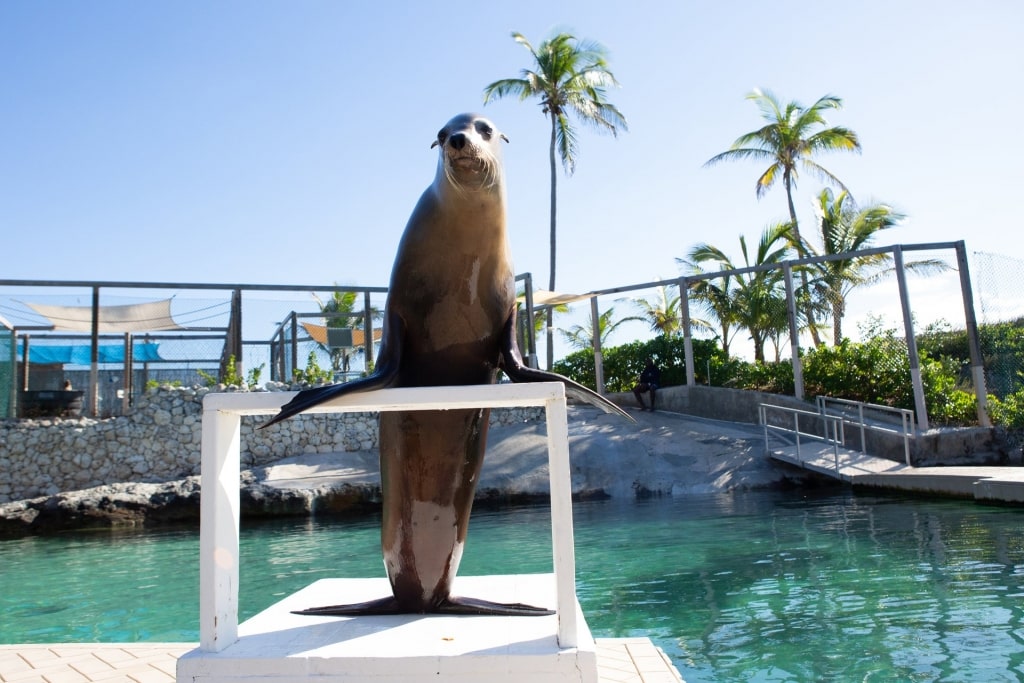 Sea lion in Blue Lagoon Island