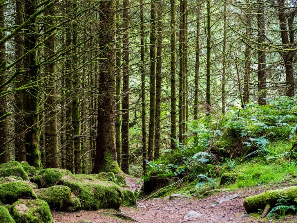 Lush Gwydyr Forest with pathway