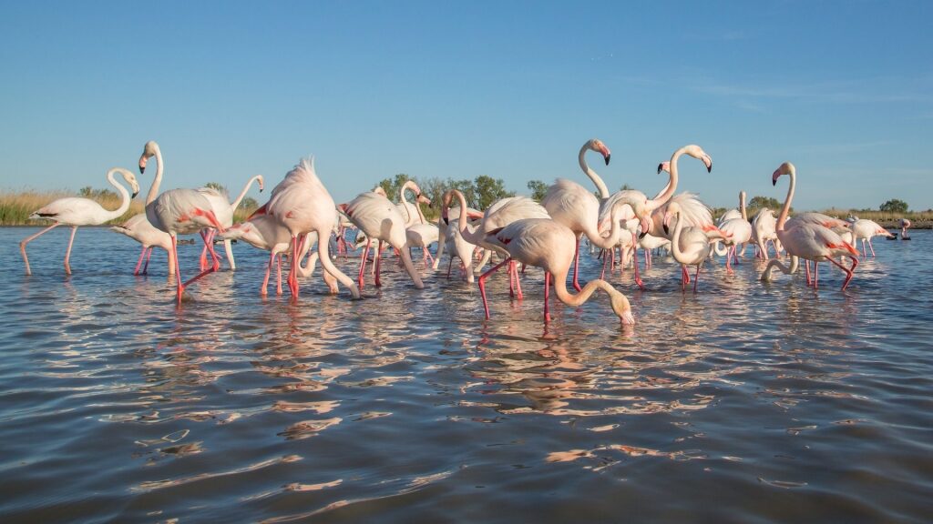 Sustainable shore excursions - Flamingos in Camargue