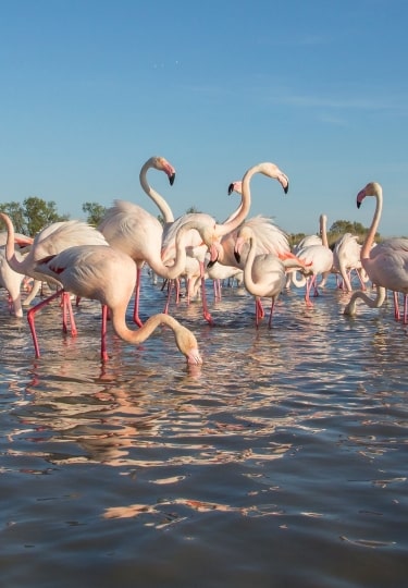 Sustainable shore excursions - Flamingos in Camargue