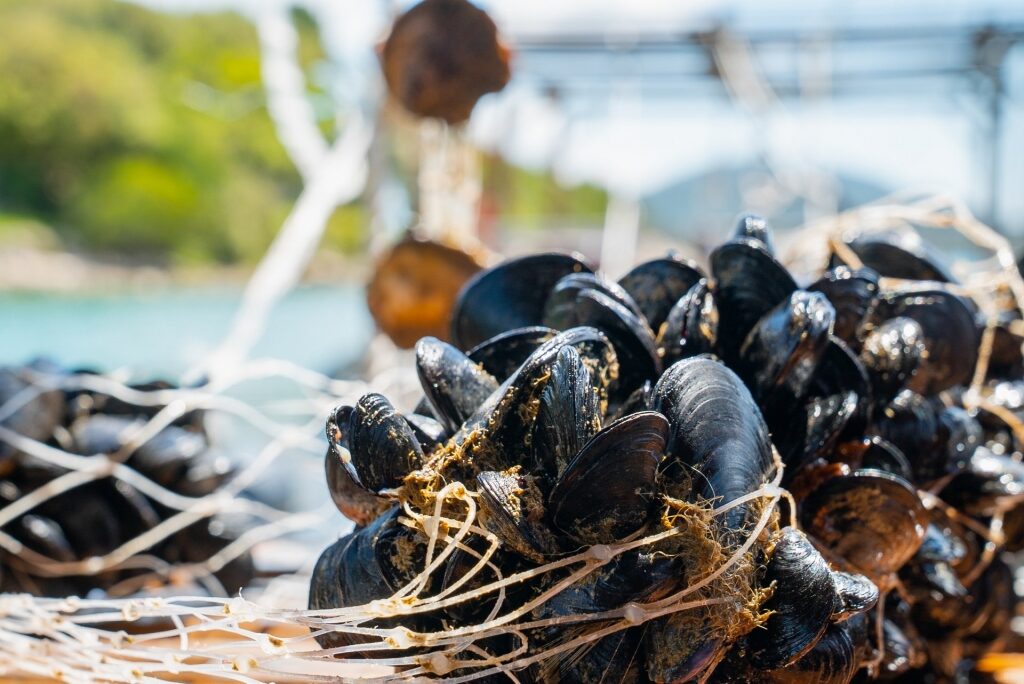 Sustainable shore excursions - Mussel farm in Ston