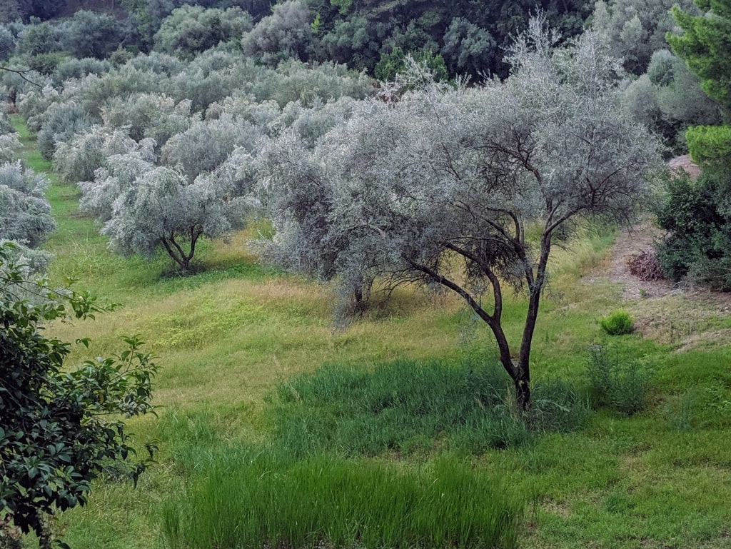 Olive trees in Katakolon, Greece