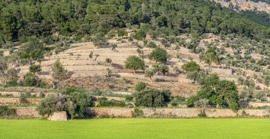 Lush landscape of Sierra de Tramuntana