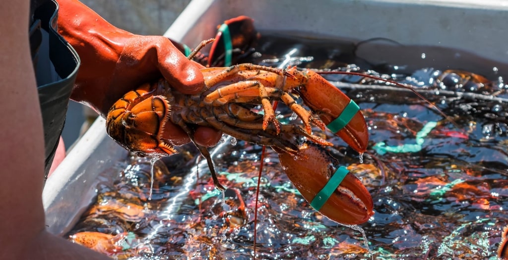 Man holding freshly caught lobster