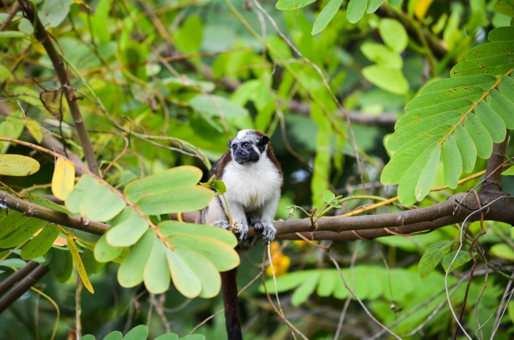 Monkey spotted along Gatun Lake