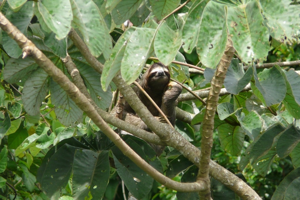 Things to do in Panama - Soberanía National Park