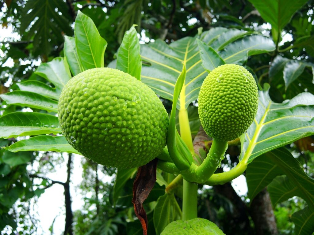 Breadfruit tree in Barbados
