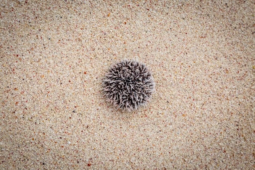 A variety of sea urchin called sea egg