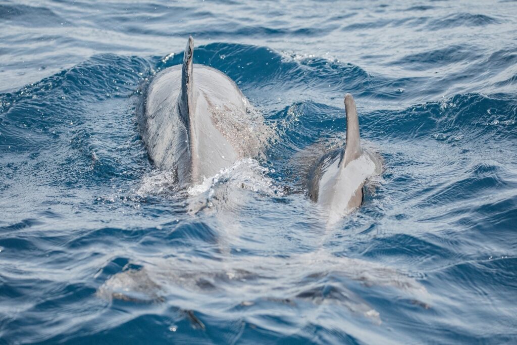 Dolphins spotted near the Secret Beach