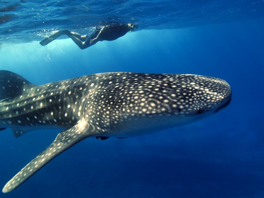 Whale shark spotted in Placencia