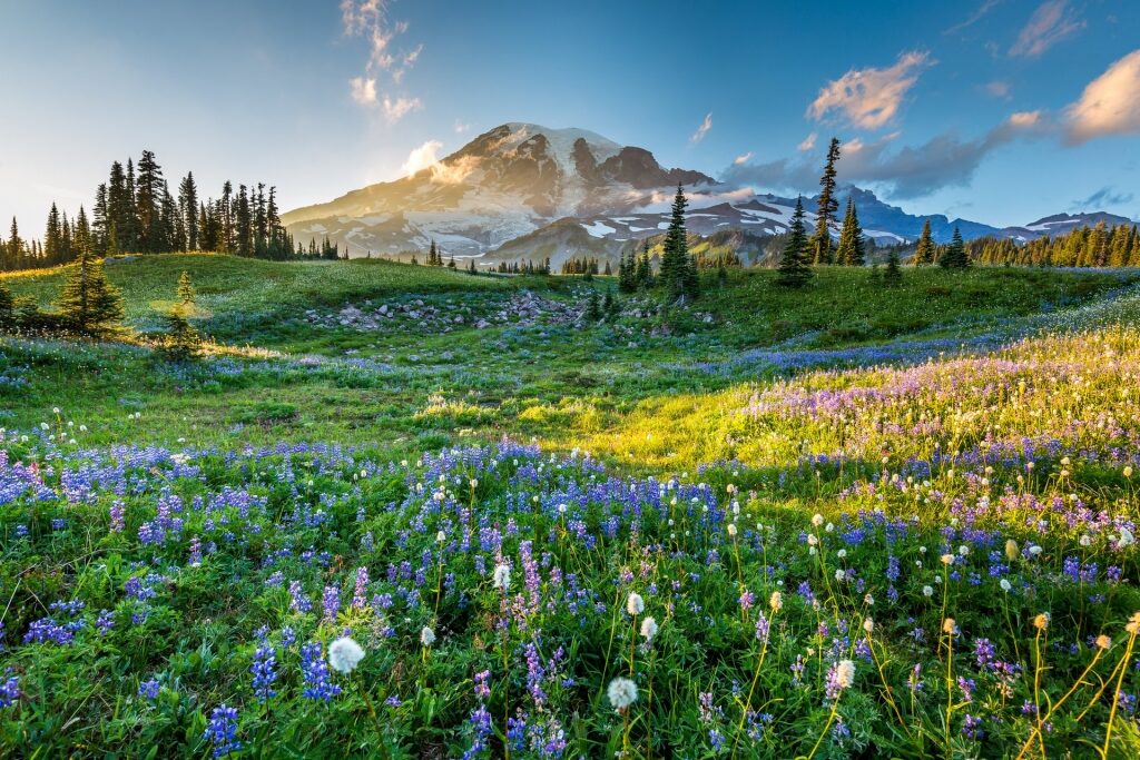 Scenic landscape of Mount Rainier National Park