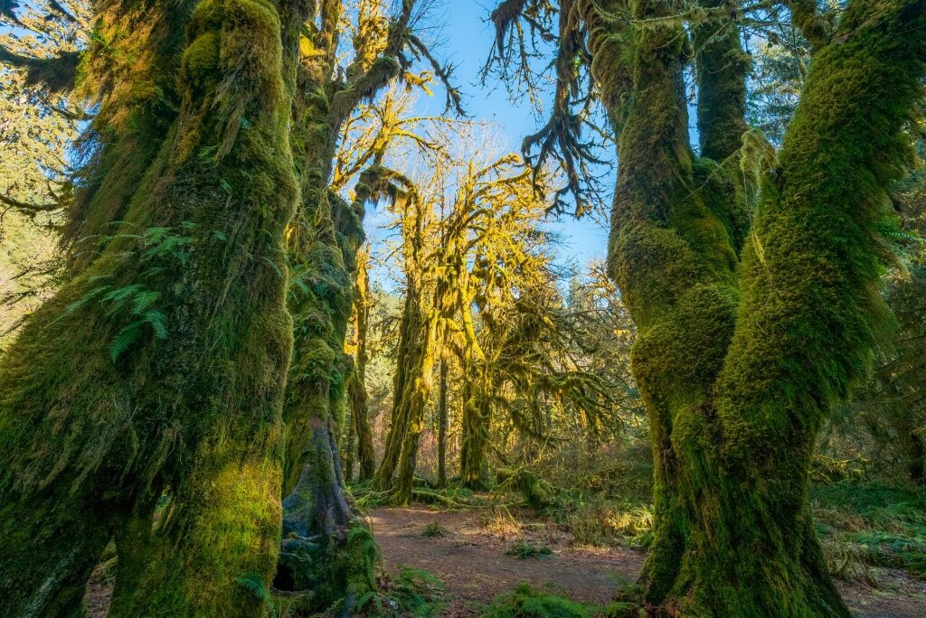Fairytale-like trees in Olympic National Park