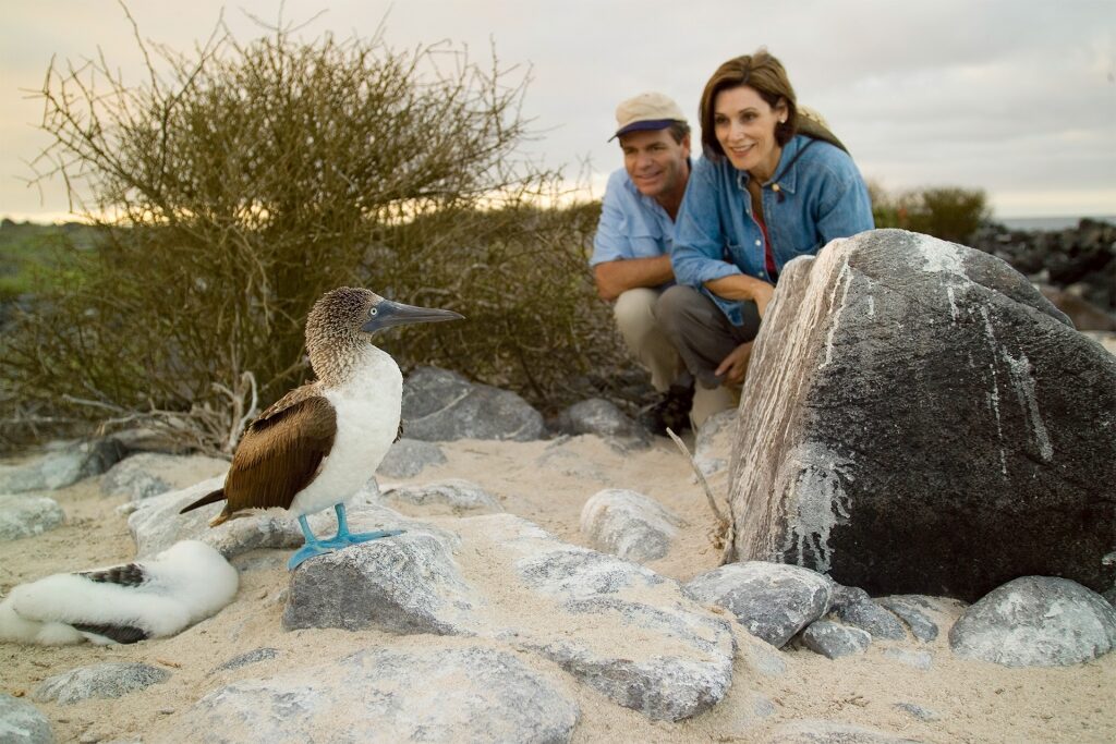 Couple looking at a blue-footed boobie, one of the most intriguing Galapagos birds