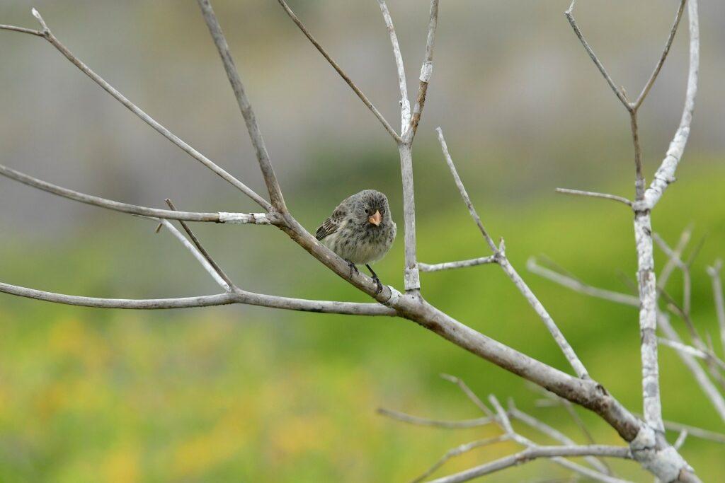 Darwin’s finches on a tree branch