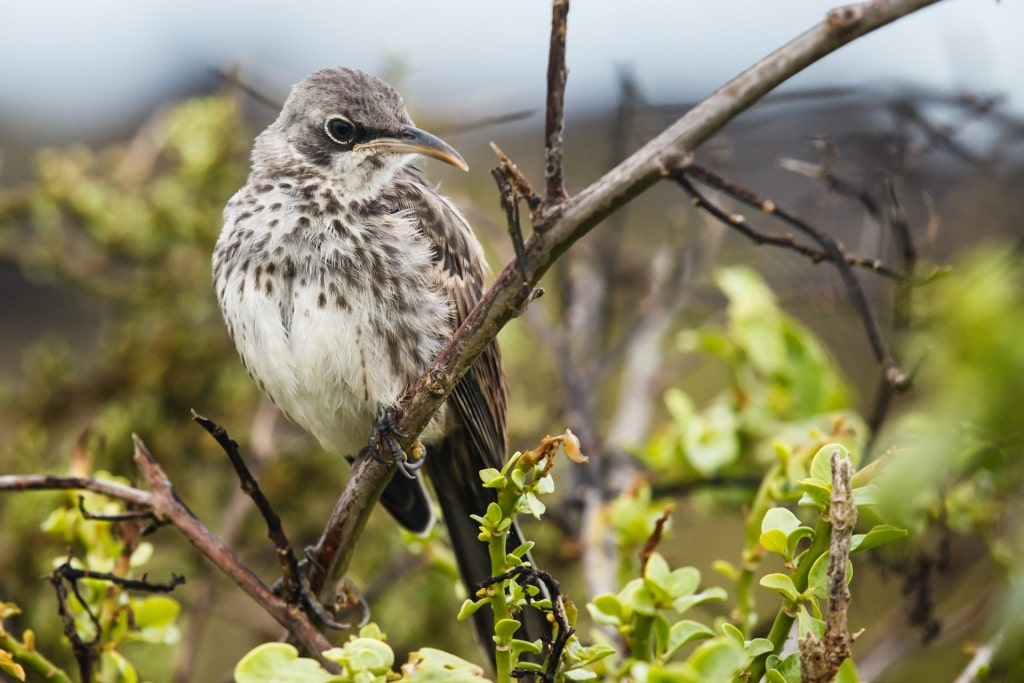 Beautiful Española mockingbird on a tree branch