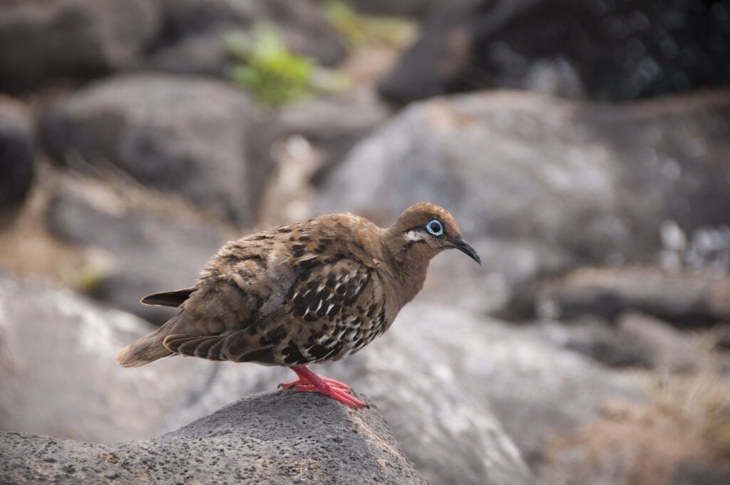 Galapagos dove on a rock