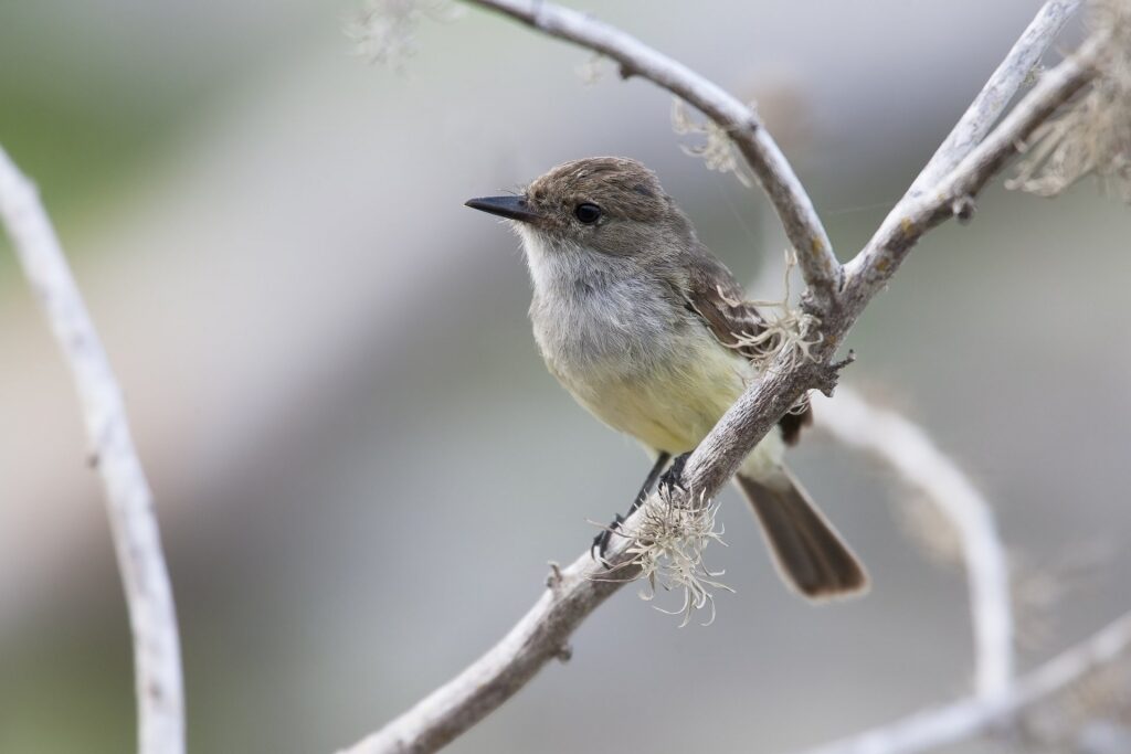Galapagos flycatcher with yellow belly