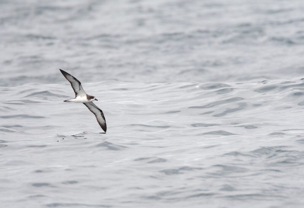 Galapagos petrel flying above the water