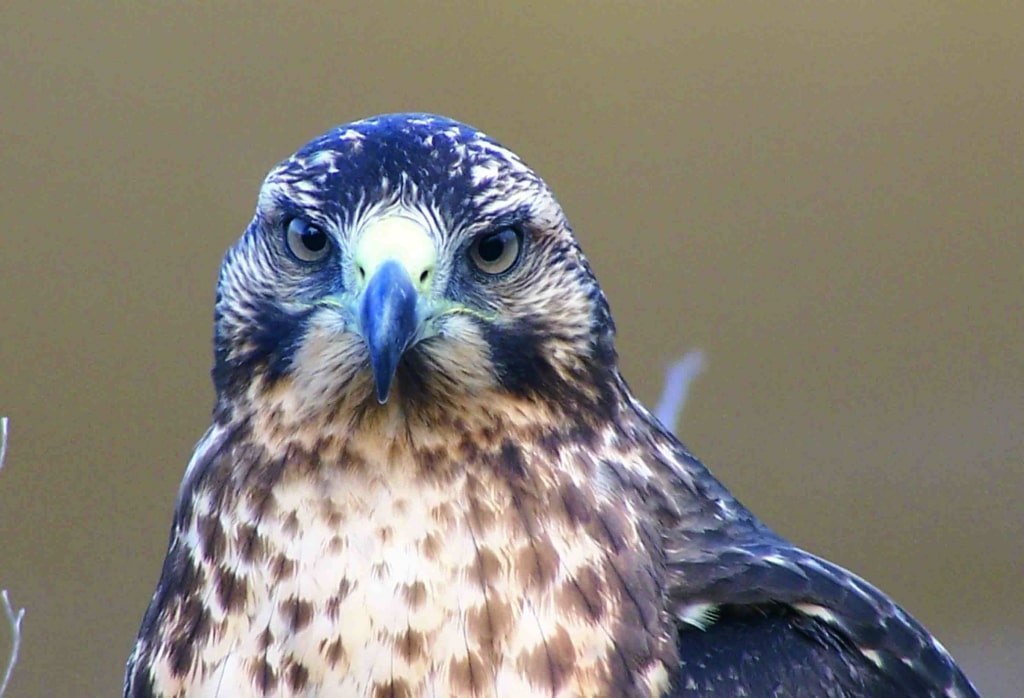 Galapagos hawk, one of the most intriguing Galapagos birds