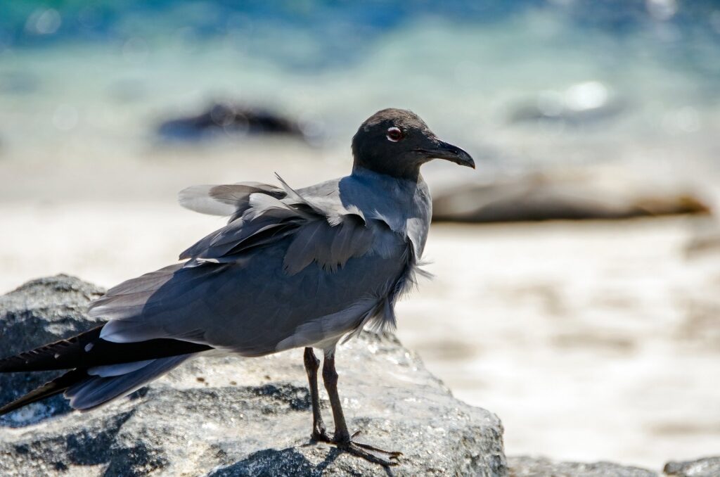 Lava Gull, one of the most rare Galapagos birds
