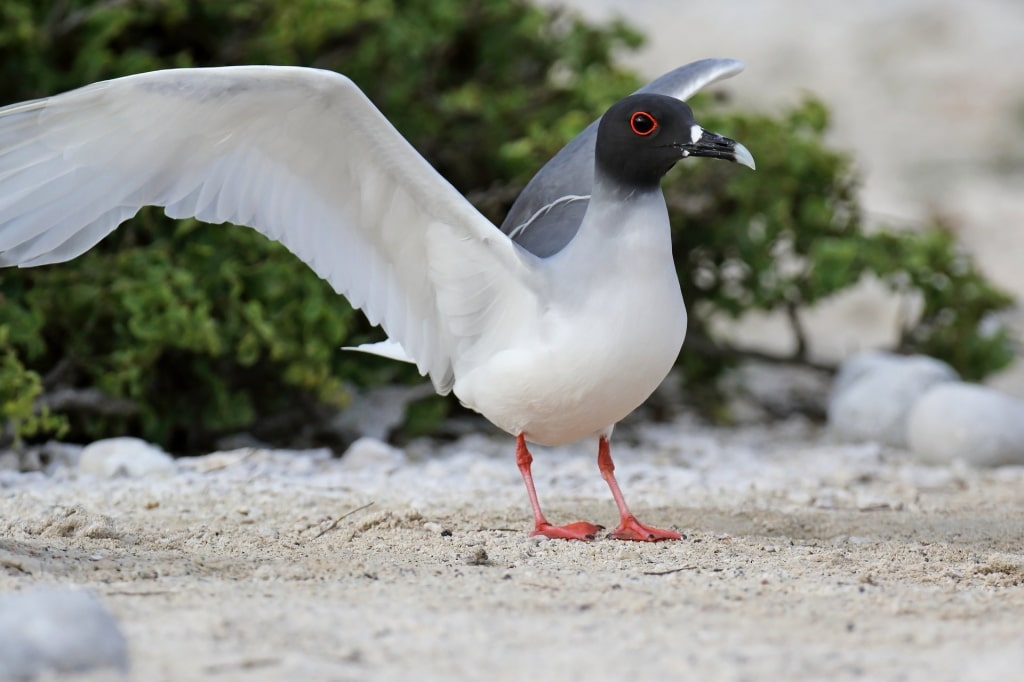 Swallow-tailed gull flapping its wings