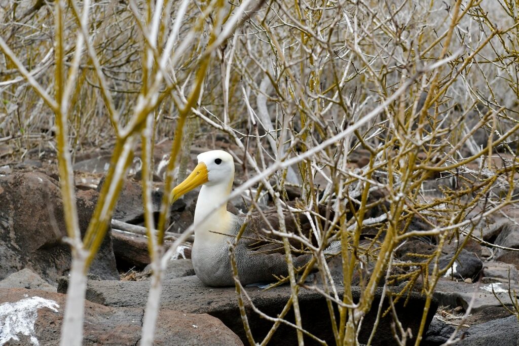 Waved Albatross on a nest