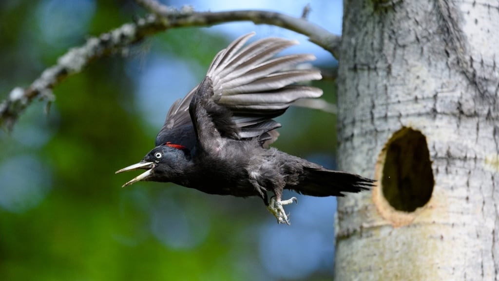 Black Woodpecker spotted in Jeloya Island