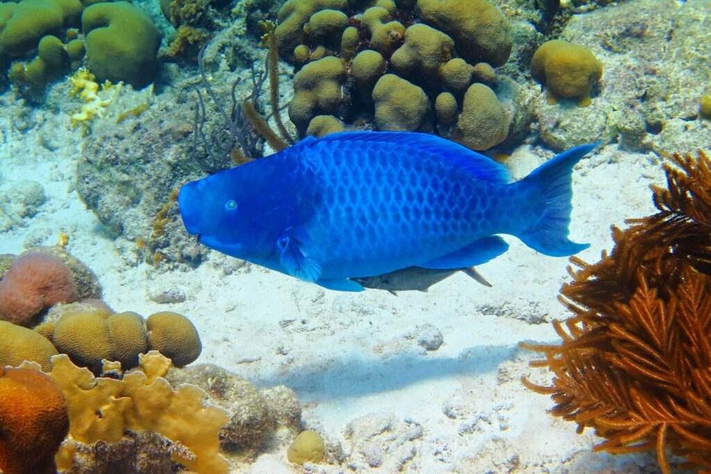 Blue parrotfish in De Palm Island