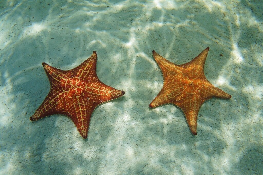 Starfish spotted in Tres Trapi Beach