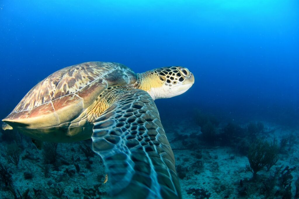 Sea turtle in the Turtle Reef