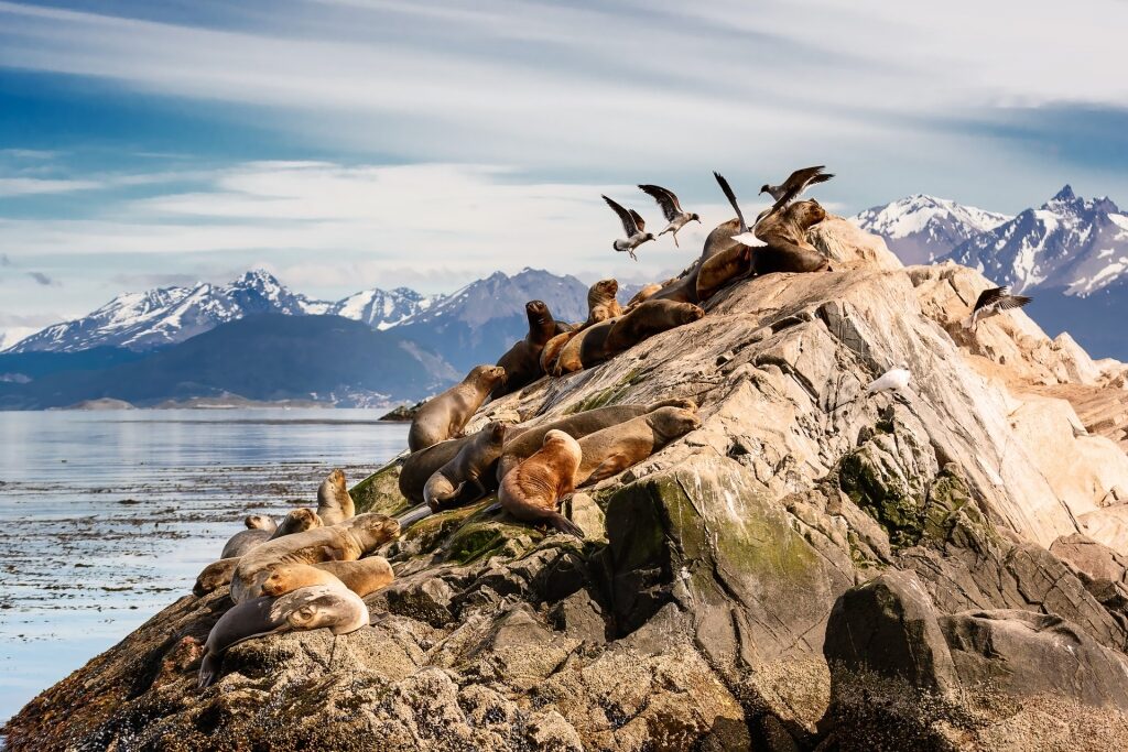 Sea lions on rocky island