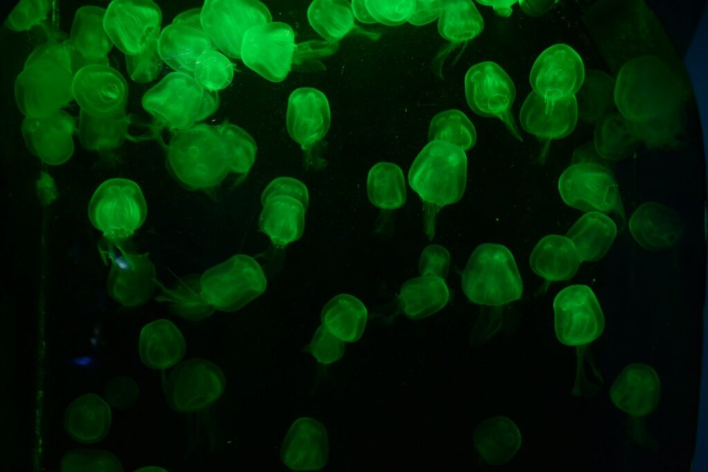 Jellyfish glowing inside the Kelly Tarlton’s Sealife Aquarium