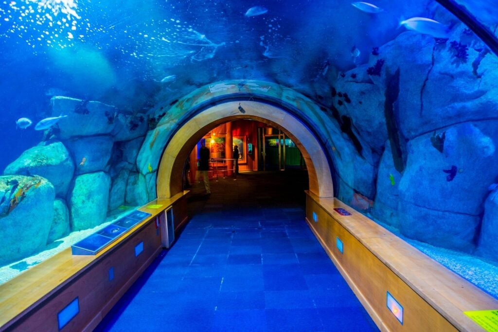 Tunnel inside the massive L’Oceanografic aquarium
