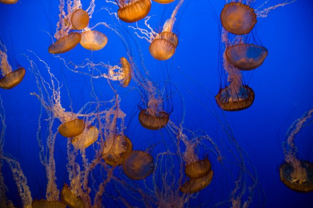 Jellyfishes swimming in the aquarium