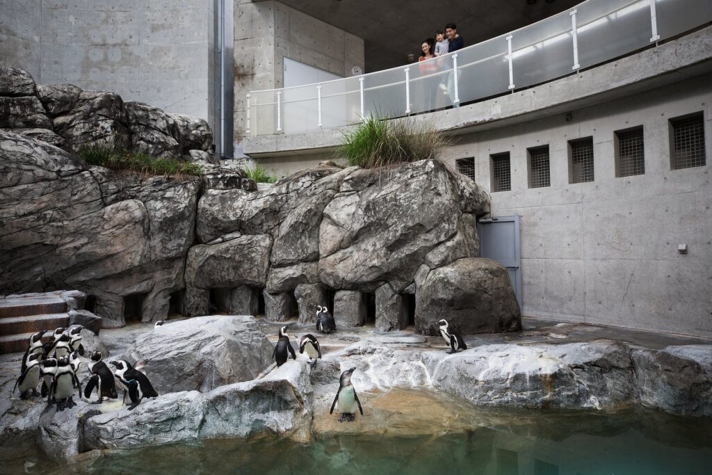 Nagasaki Penguin Aquarium, one of the best aquariums in the world