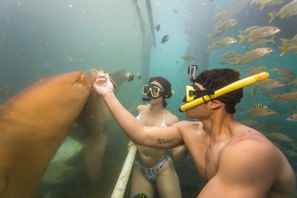 Couple snorkeling underwater with aquarium