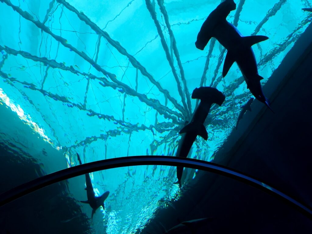Hammerhead sharks inside S.E.A. Aquarium