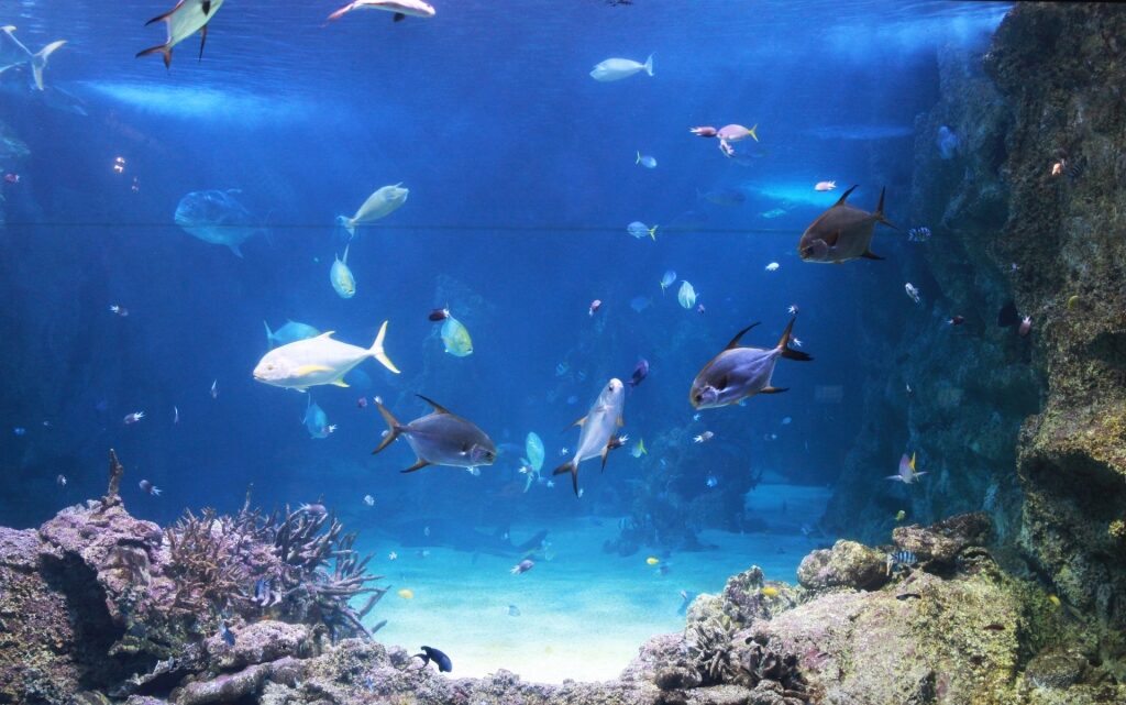 Sydney Sea Life Aquarium, one of the best aquariums in the world